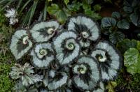 Escargo Begonias�